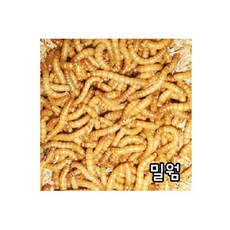 도치퀸 살아있는 밀웜 고슴도치 햄스터 간식, 1g, 1개