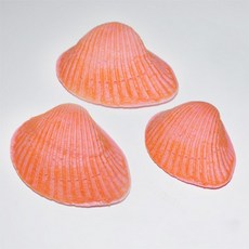 조개화석만들기(알지네이트)5인용