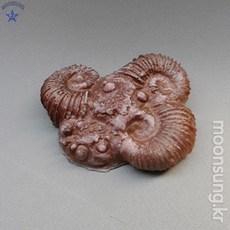 암모나이트 화석모형