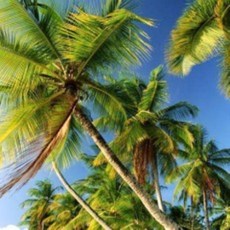 [허니솝] 천연 베이스오일(캐리어오일) 버터 비누만들기재료 화장품만들기재료, C1. 팜오일 500ml, 1개