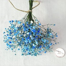 플라라 드라이플라워 프리저브드플라워 - 안개꽃, 05 안개꽃-파랑