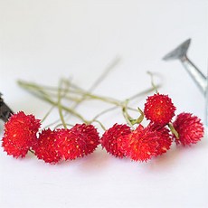 플라라 드라이플라워 천일홍, 스트로베리