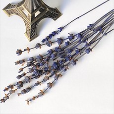 플라라 드라이플라워 프리저브드플라워 기획 모음, 15-24. 프리저브드 라벤더