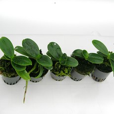 [재희난] 풍란-대엽풍란5개셋트, 5개, 1세트