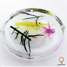 사이언스존 [바다화석 만들기 5인용] 과학실험키트 학습교구세트, 1개