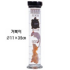 액침표본(동물)3 / 거북이, 1개