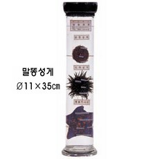 액침표본(동물)2 / 말똥성게, 1개