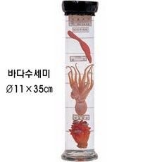 액침표본(동물)2 / 바다수세미, 1개