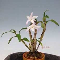 [재희난] 사자성, 1개