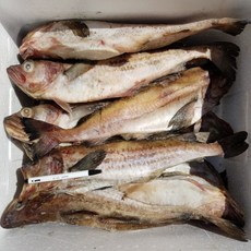 프라임 동태 (냉동 명태), 10kg(12~14마리), 1박스