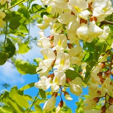 [엔피솝] 캔들향오일 21종 DIY 향수 디퓨저 비누 화장품만들기, 11.아카시아F.O_10ml, 1개