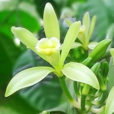 [엔피솝] 캔들향오일 21종 DIY 향수 디퓨저 비누 화장품만들기, 06.바닐라F.O_10ml, 1개