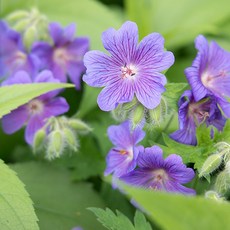 [엔피솝] 캔들향오일 21종 DIY 향수 디퓨저 비누 화장품만들기, 16.제라늄F.O_10ml, 1개