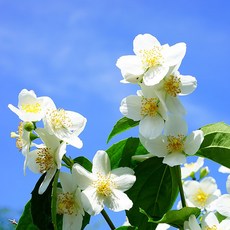 [엔피솝] 캔들향오일 21종 DIY 향수 디퓨저 비누 화장품만들기, 14.자스민F.O_10ml, 1개