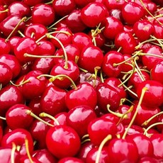 [엔피솝] 캔들향오일 21종 DIY 향수 디퓨저 비누 화장품만들기, 17.체리F.O_10ml, 1개