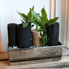 천연가습기 고급화기에 담긴 공기정화식물과 숯(L), 화이트화기에 담긴 천연가습기(L):개운죽, 1개, 화이트화기에 담긴 천연가습기(L)