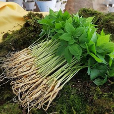 산골짜기농장 소품100뿌리, 100, 1박스