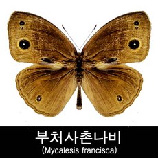 부처사촌나비표본/Mycalesis francisca