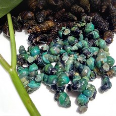 강원도 동강 자연산 올갱이 고디 올뱅이 다슬기, 1박스, 400g*5ea