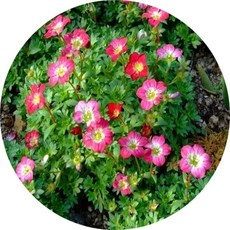 천상초 운간초, 1개