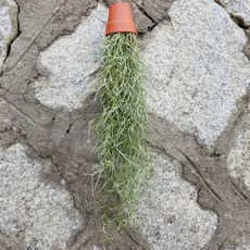 들꽃향기 화분수염 틸란드시아, 1개