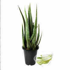 들꽃향기 알로에베라 화분, 1개