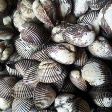 오병이어농산 벌교새꼬막 피꼬막 꼬막 산지직송 당일발송, 1개, 새꼬막1kg(상)