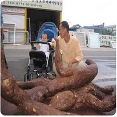 [개이득] 전남 구례 토박이가 캔 지리산 야생칡즙 120ml, 180개