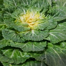 산정마을 국내산 싱싱한 햇 봄동, 1박스, 봄동 2kg