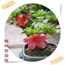 젠틀맨플라워 개업 축하화분 동양란 승진 취임 인사이동 영전 화분 기획전, 백운(교배종) (e_115) 49900, 1, 1개