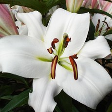 우리화훼종묘 백합 구근-잠베시, 1개