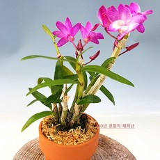 [재희난] 석곡 경홍, 1개