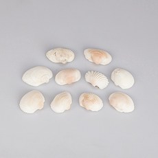 (사이언샵)조개껍대기(조개껍질)10개입