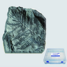 (PIA)고사리화석모형(보관케이스포함)