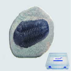 (PIA)삼엽충화석모형(보관케이스포함)