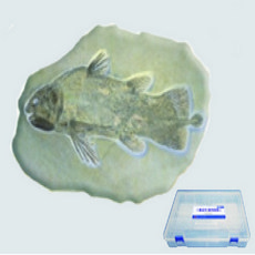 (PIA)물고기화석모형(보관케이스포함)
