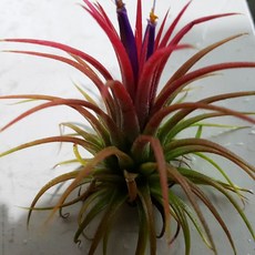 트리앤 이오난사(대), 1개