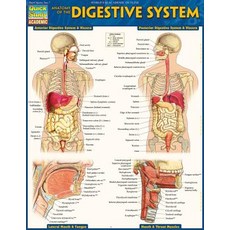Anatomy of the Digestive System: Quickstudy Laminated Reference Guide Loose Leaf, Quickstudy Reference Guides
