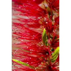 Native Australian Plants (Journal / Notebook) Paperback, Createspace Independent Publishing Platform