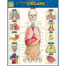 Anatomy of the Organs: Quickstudy Laminated Reference Guide Loose Leaf, Quickstudy Reference Guides