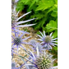 Thistle Blossoms Notebook Paperback, Createspace Independent Publishing Platform