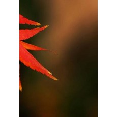 Maple Leaves Notebook Paperback, Createspace Independent Publishing Platform