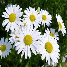 샤스타데이지모종 10개묶음 모종포트식재 야생화모종