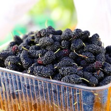 고창 오디 특품 오디(뽕나무열매) 과상2호 햇오디, 1개, 8kg