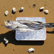 [으뜸해수산] 국내산 반건조 농어 (손질 농어), 2개, 45cm전후(대)