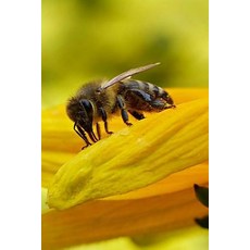 Honey Bee Notebook: 150 Lined Pages Softcover 6 X 9 Paperback, Createspace Independent Publishing Platform