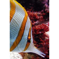 The Beauty of Underwater Notebook: 150 Lined Pages Softcover 6 X 9 Paperback, Createspace Independent Publishing Platform