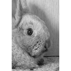 Rabbit Notebook Paperback, Createspace Independent Publishing Platform