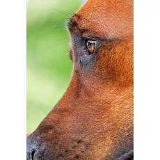 Brown Eyes Notebook: 150 Lined Pages Softcover 6 X 9 Paperback, Createspace Independent Publishing Platform