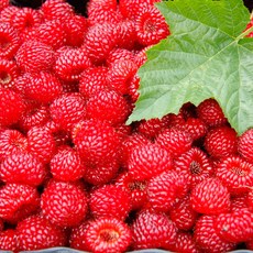 해마을 국내산 햇산딸기 (냉동), 1개, 새콤달콤 산딸기 2kg